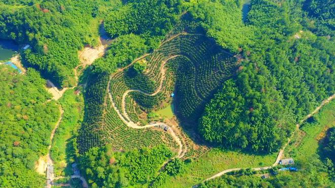 致富经视频养黑山羊羊视频_黑山羊致富经_致富经黑山羊放羊创业