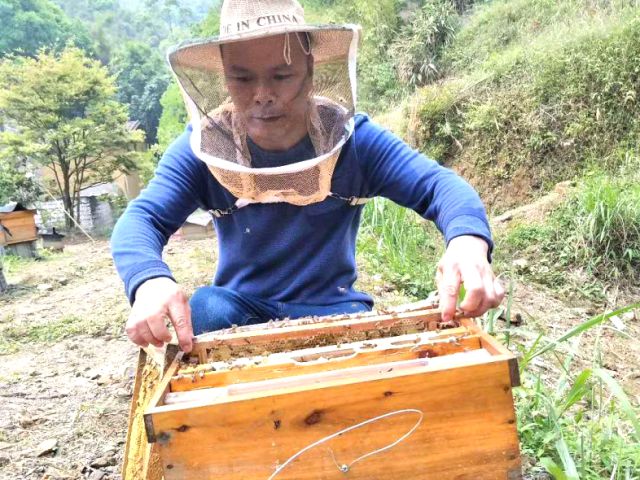 黑山羊致富经_致富经黑山羊放羊创业_致富经视频养黑山羊羊视频