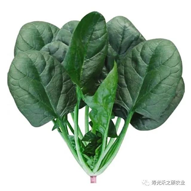 菠菜种植方法大全