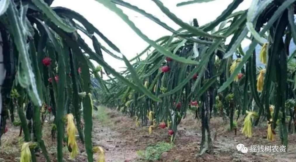 龙丰果亩产量_龙丰果树的栽培及管理_龙丰果的种植技术