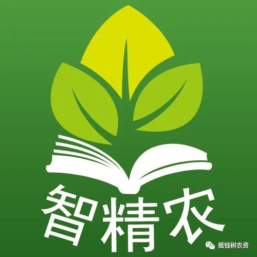 龙丰果亩产量_龙丰果的种植技术_龙丰果树的栽培及管理