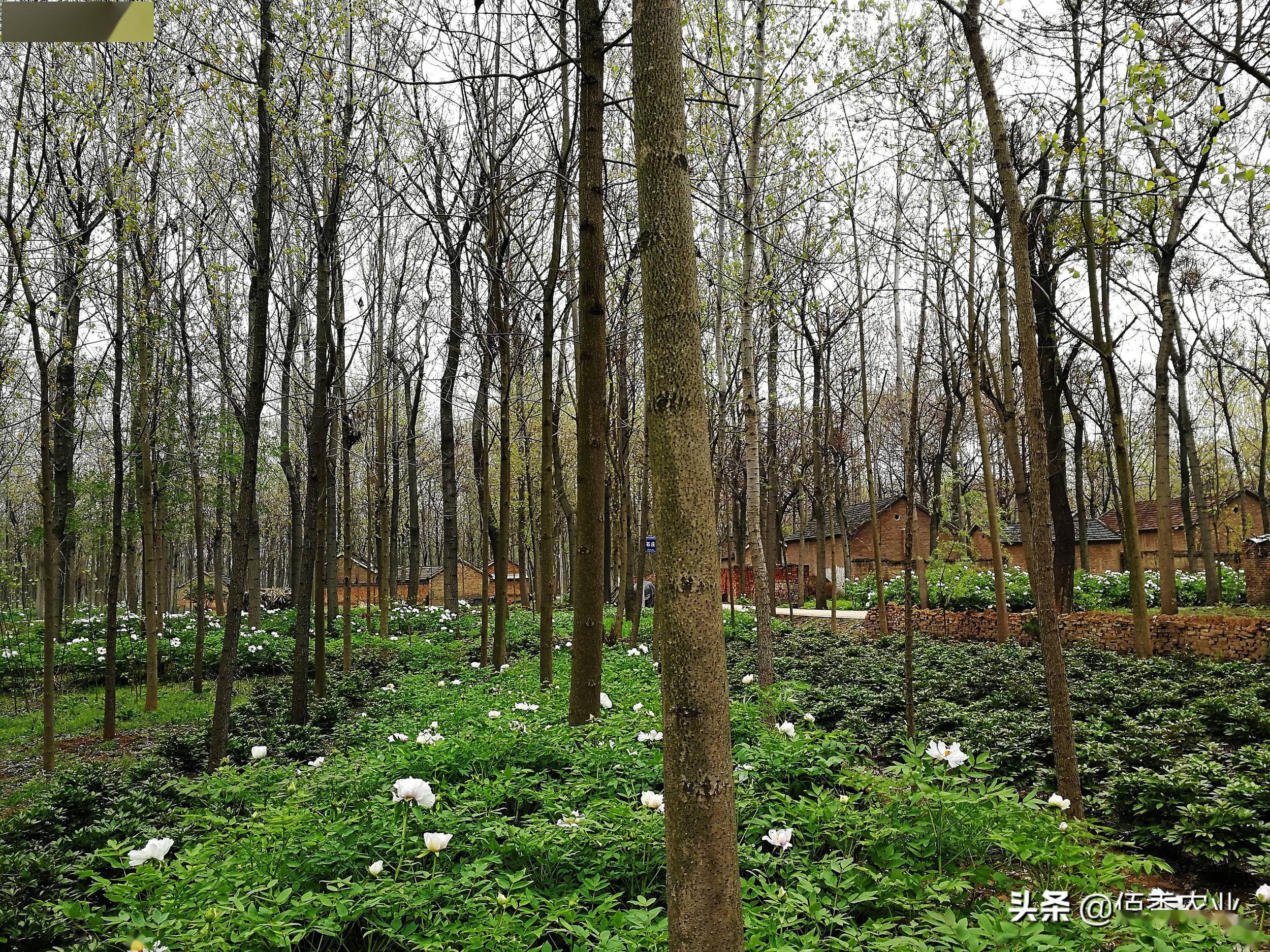 农村种植致富中药_中药材种植致富_农村5个药材种植致富项目