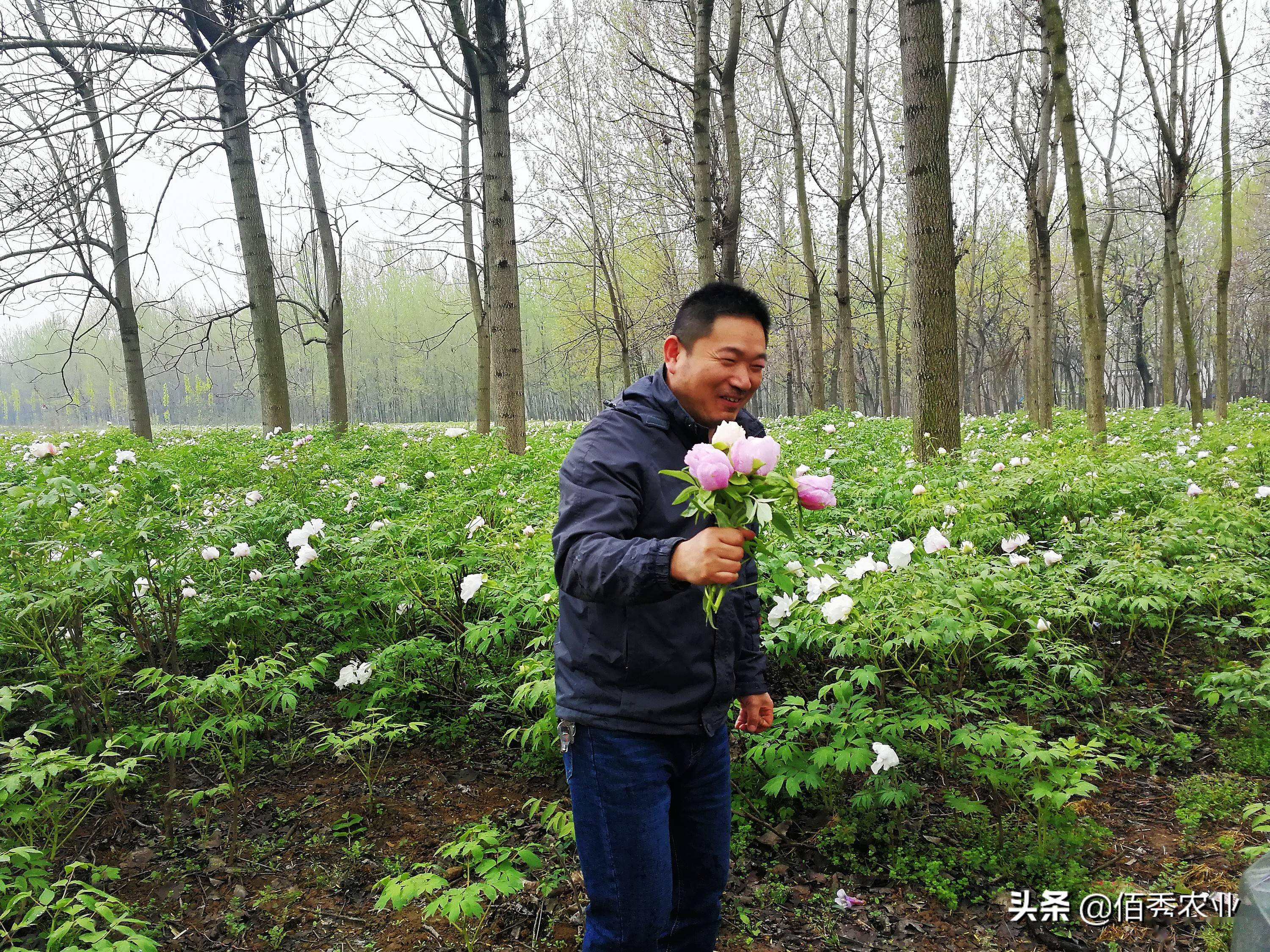 农村5个药材种植致富项目_农村种植致富中药_中药材种植致富