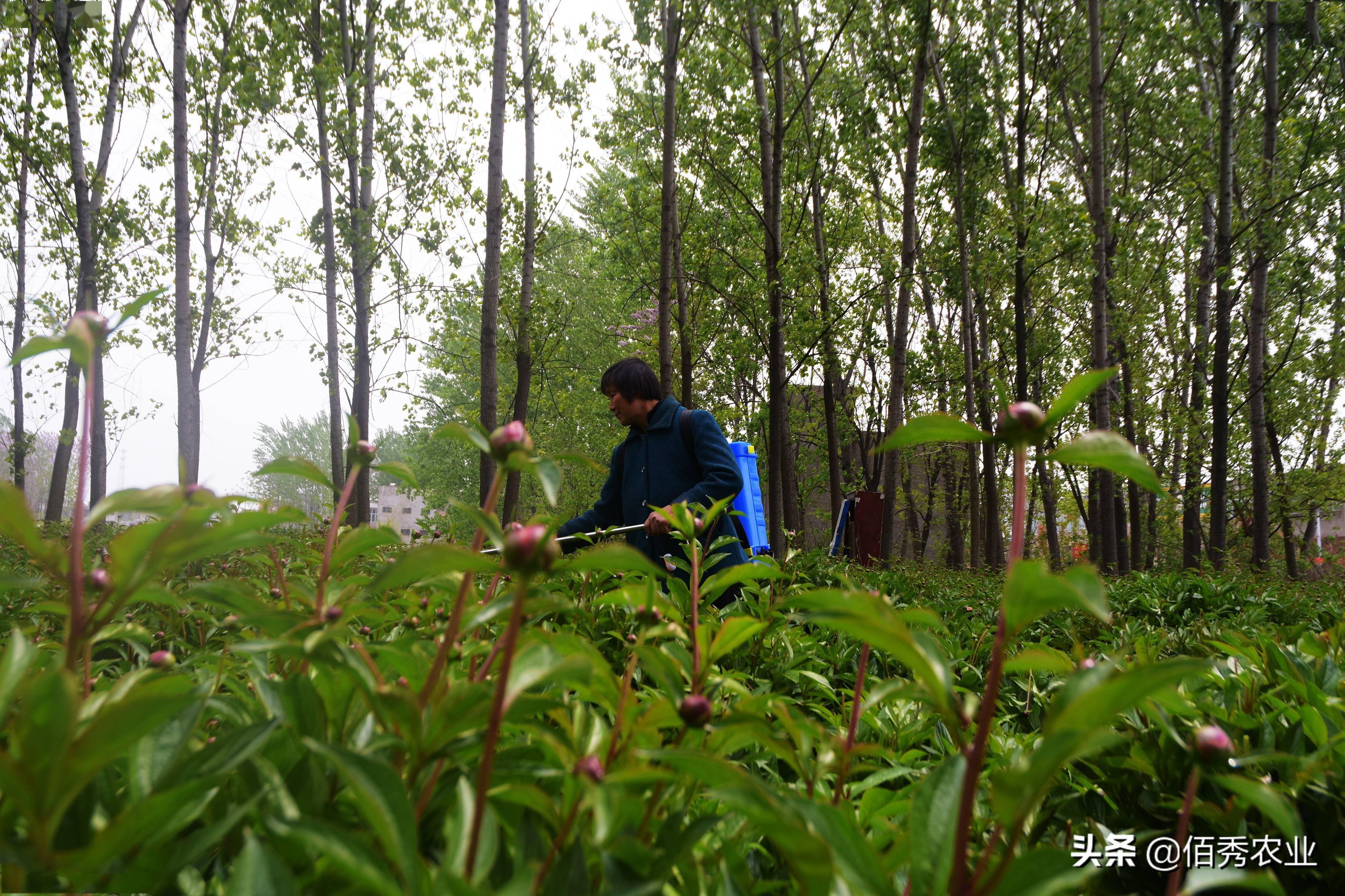 中药材种植致富_农村种植致富中药_农村5个药材种植致富项目