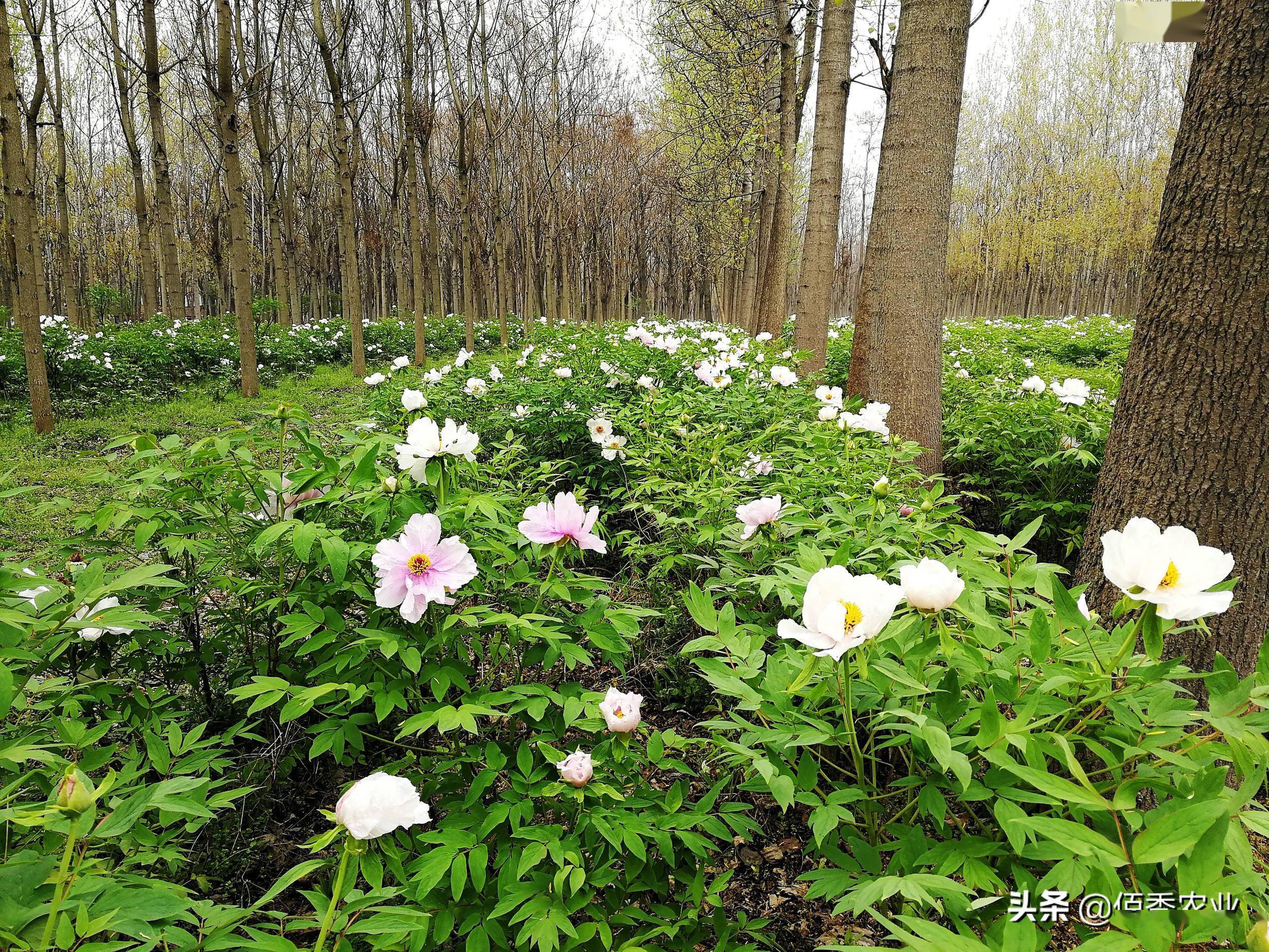 农村5个药材种植致富项目_农村种植致富中药_中药材种植致富