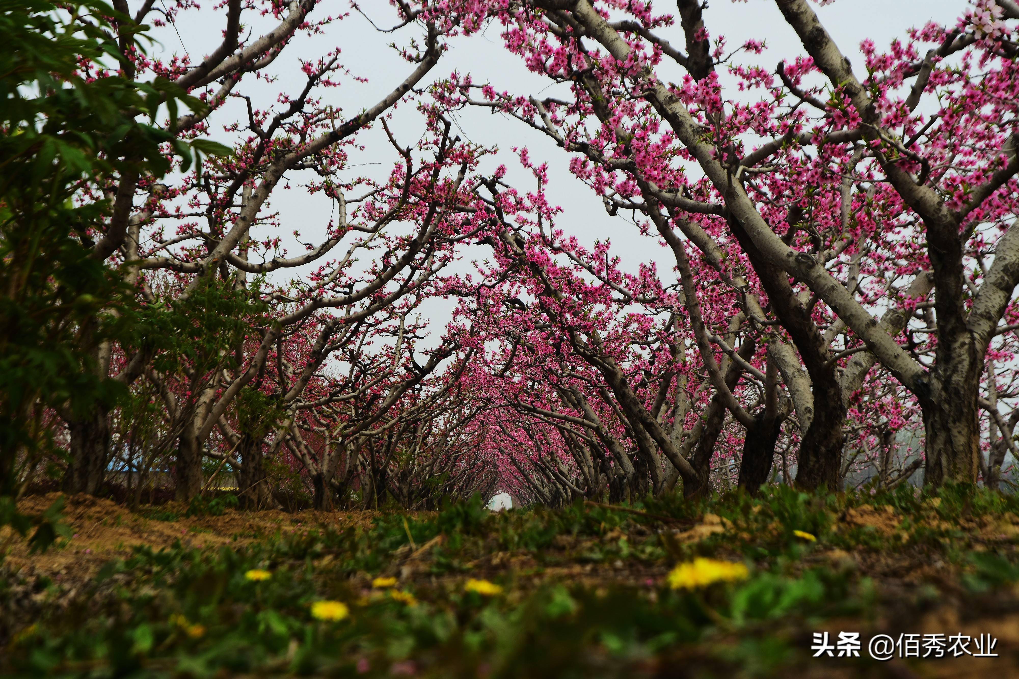 农村种植致富中药_农村5个药材种植致富项目_中药材种植致富