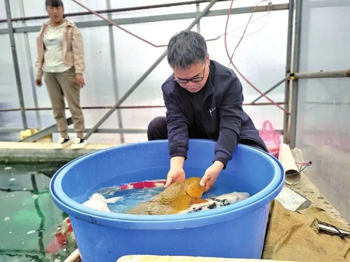 养殖锦鲤鱼视频_致富经地锦鲤养殖视频_锦鲤养殖场赚钱吗