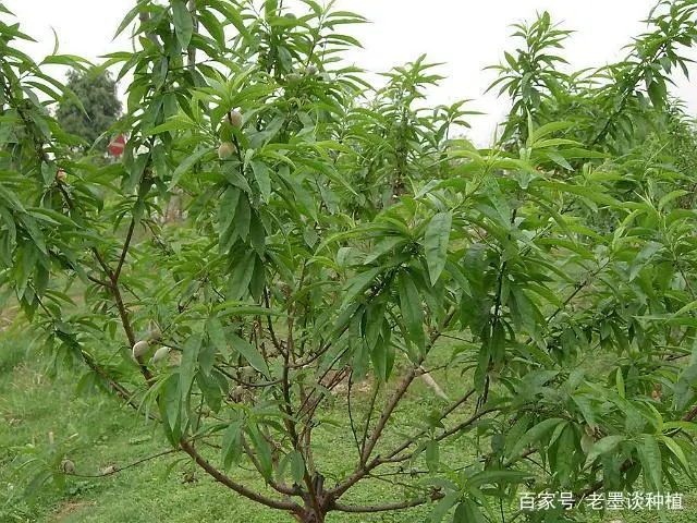 桃树种子种植技术_桃子树种植技术_种桃树的技术