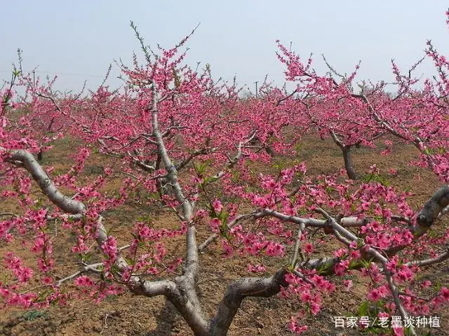 种桃树的技术_桃树种子种植技术_桃子树种植技术