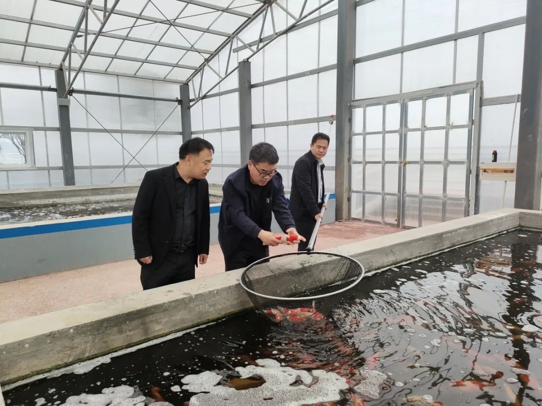 锦鲤养殖场需要投资多少钱_养殖锦鲤鱼视频_致富经地锦鲤养殖视频