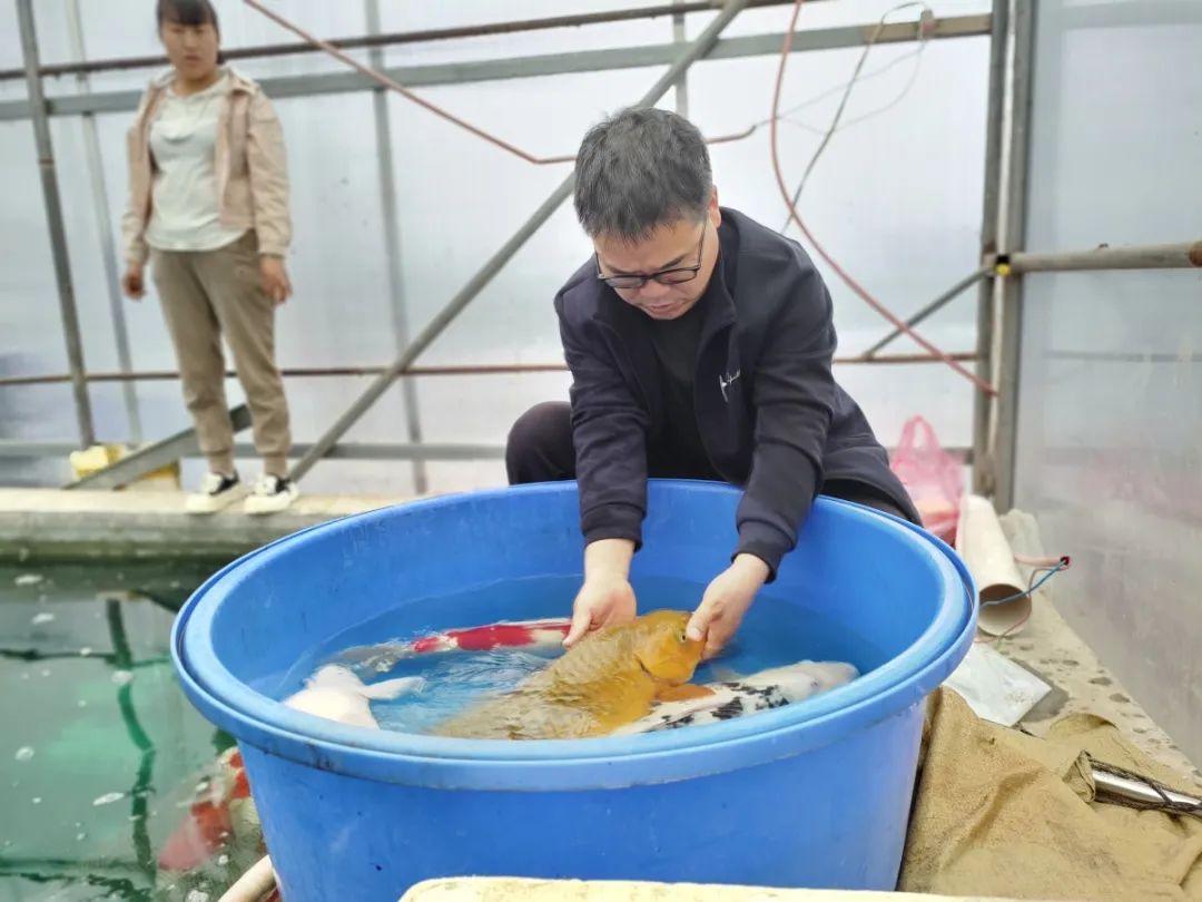 养殖锦鲤鱼视频_锦鲤养殖场需要投资多少钱_致富经地锦鲤养殖视频