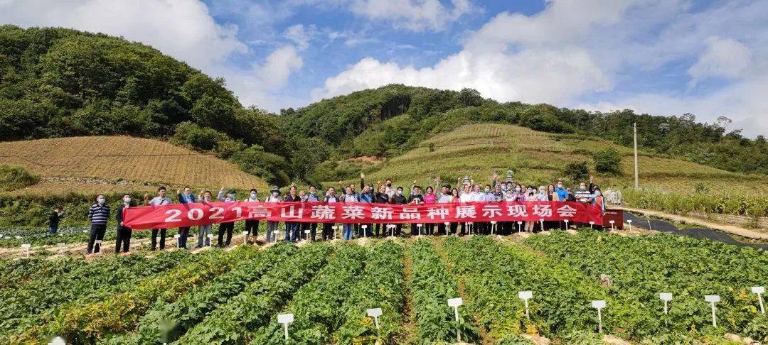 甘蓝种植效益_种植甘蓝的成本和利润_高山种植甘蓝致富