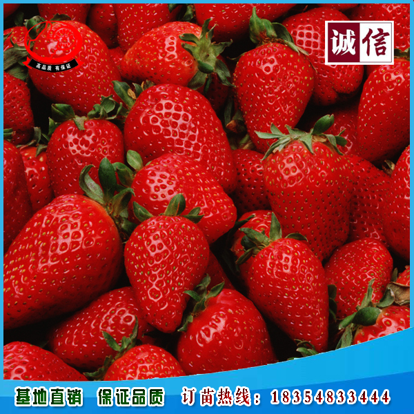 山东金莓草莓苗种植基地