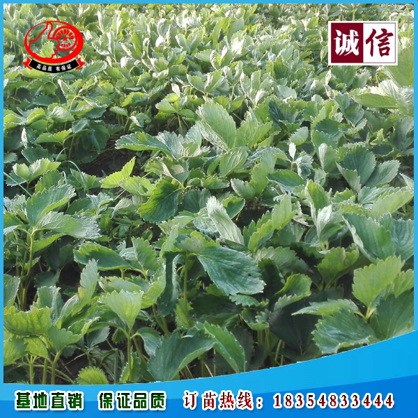 山东金莓草莓苗种植基地