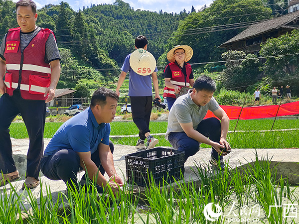 致富经养殖海螺视频_致富经福寿螺养殖技术_致富螺养殖