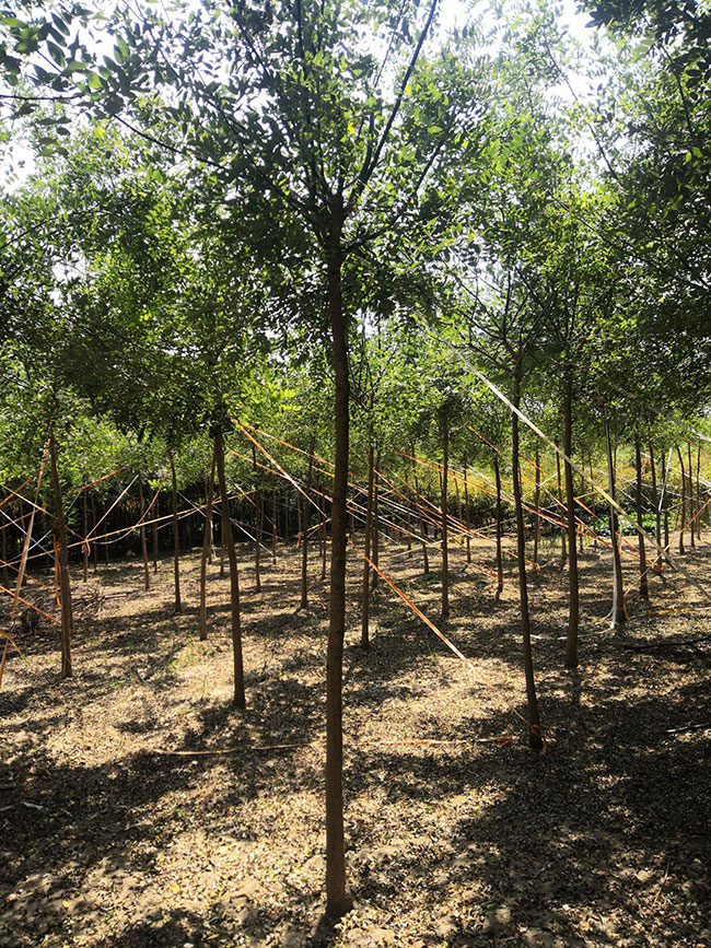 国槐一亩地种植多少棵?什么时间种植?国槐种植前景