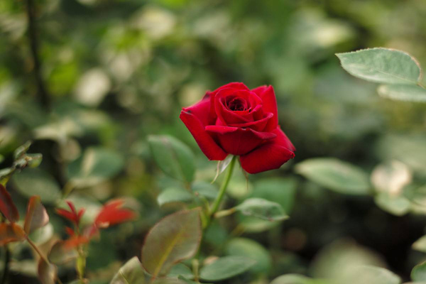 玫瑰种植前景如何？一亩玫瑰花的种植成本多少？