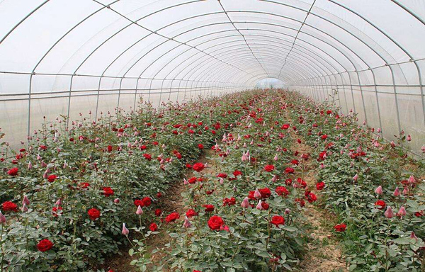 玫瑰种植前景如何？一亩玫瑰花的种植成本多少？