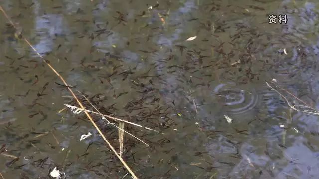 致富经视频蟾蜍_致富经视频蟾蜍_致富经视频蟾蜍