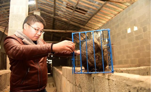 养殖豪猪致富经_养殖豪猪的前景如何_致富养殖豪猪赚钱吗