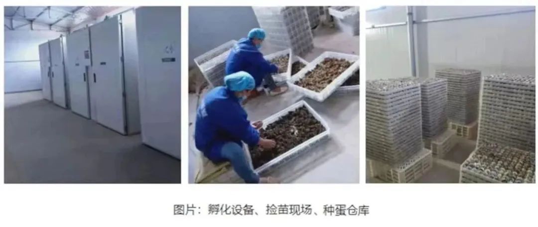 养殖肉鹌鹑效益怎么样_肉用鹌鹑养殖技术_肉鹌鹑养殖致富