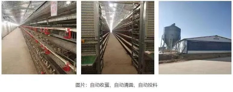 养殖肉鹌鹑效益怎么样_肉鹌鹑养殖致富_肉用鹌鹑养殖技术