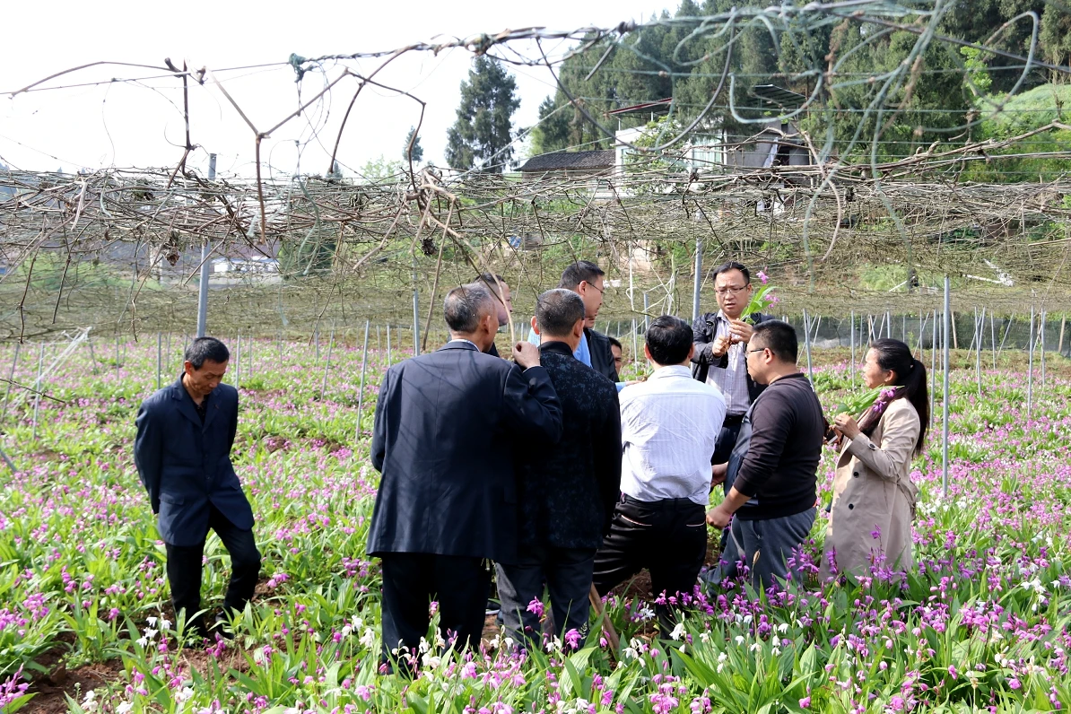 大学生返乡种植中草药  带领上千户农民增收致富