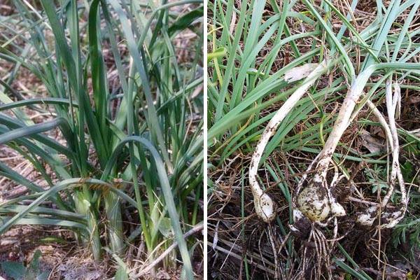 养殖芹菜花技术要点_芹菜花养殖技术_芹菜花养殖方法