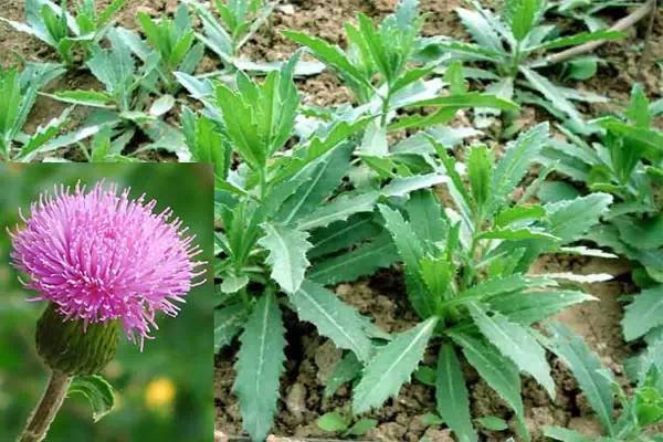 养殖芹菜花技术要点_芹菜花养殖方法_芹菜花养殖技术