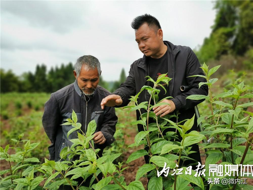 内江游子种植致富_内江游子种植致富_内江游子种植致富