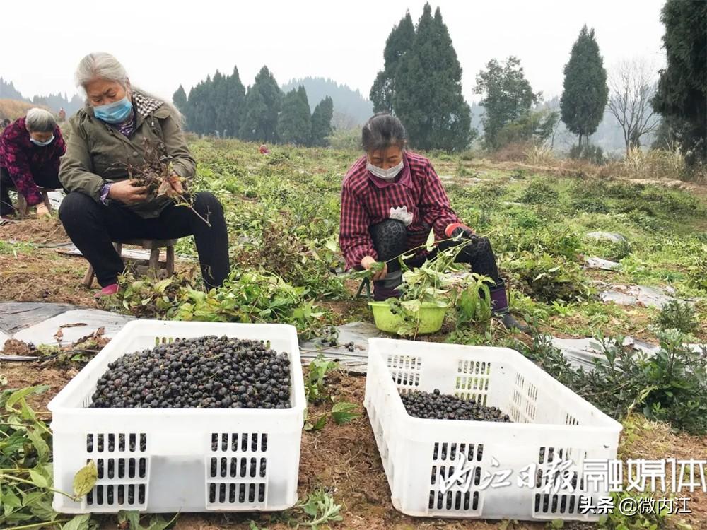 内江游子种植致富_内江游子种植致富_内江游子种植致富