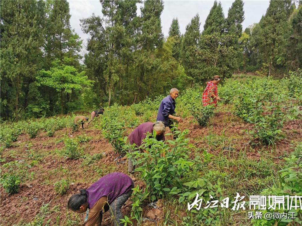 内江游子种植致富_内江游子种植致富_内江游子种植致富