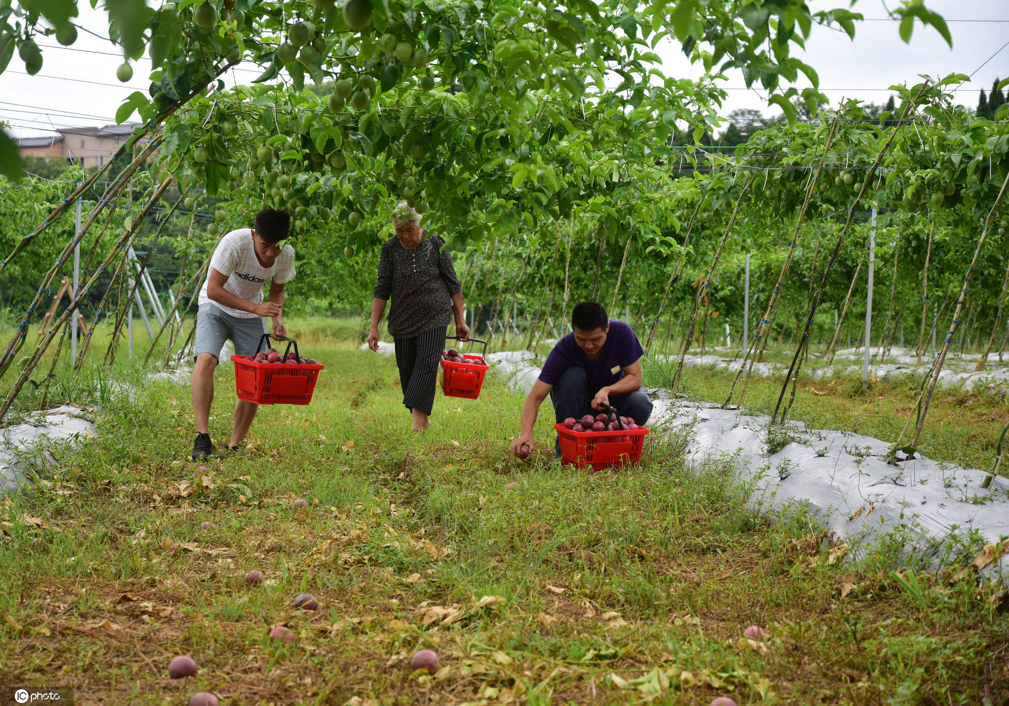 内江游子种植致富_内江游子种植致富_内江游子种植致富