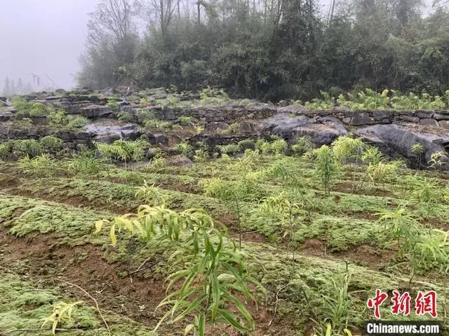 致富药材_致富药材种植_致富经药