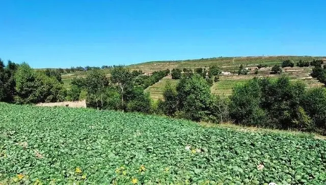 南昌附近的蔬菜种植基地_包菜种植基地_南昌种植包菜致富