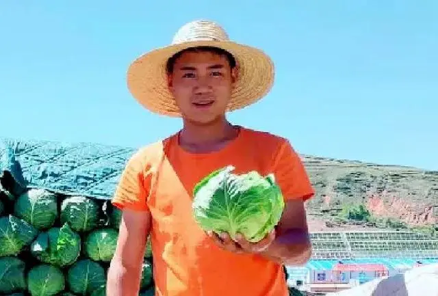 包菜种植基地_南昌附近的蔬菜种植基地_南昌种植包菜致富