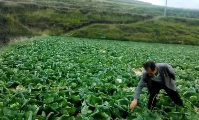 南昌附近的蔬菜种植基地_包菜种植基地_南昌种植包菜致富