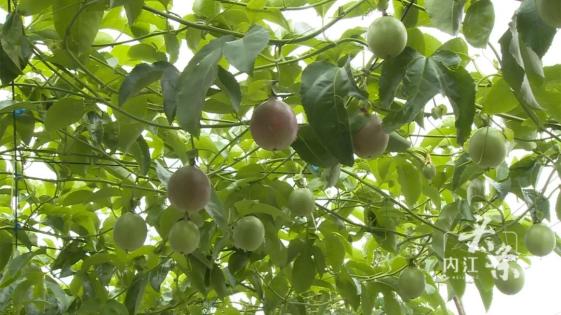 内江游子种植致富_内江游子种植致富_内江游子种植致富