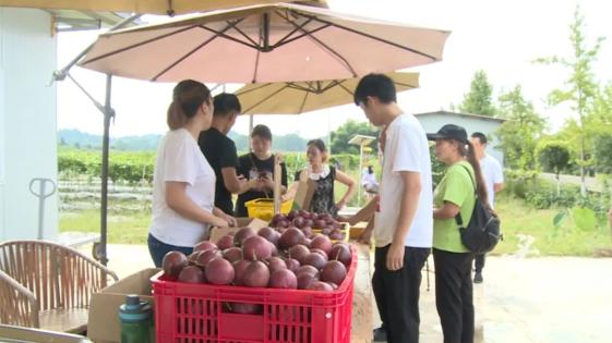 内江游子种植致富_内江游子种植致富_内江游子种植致富