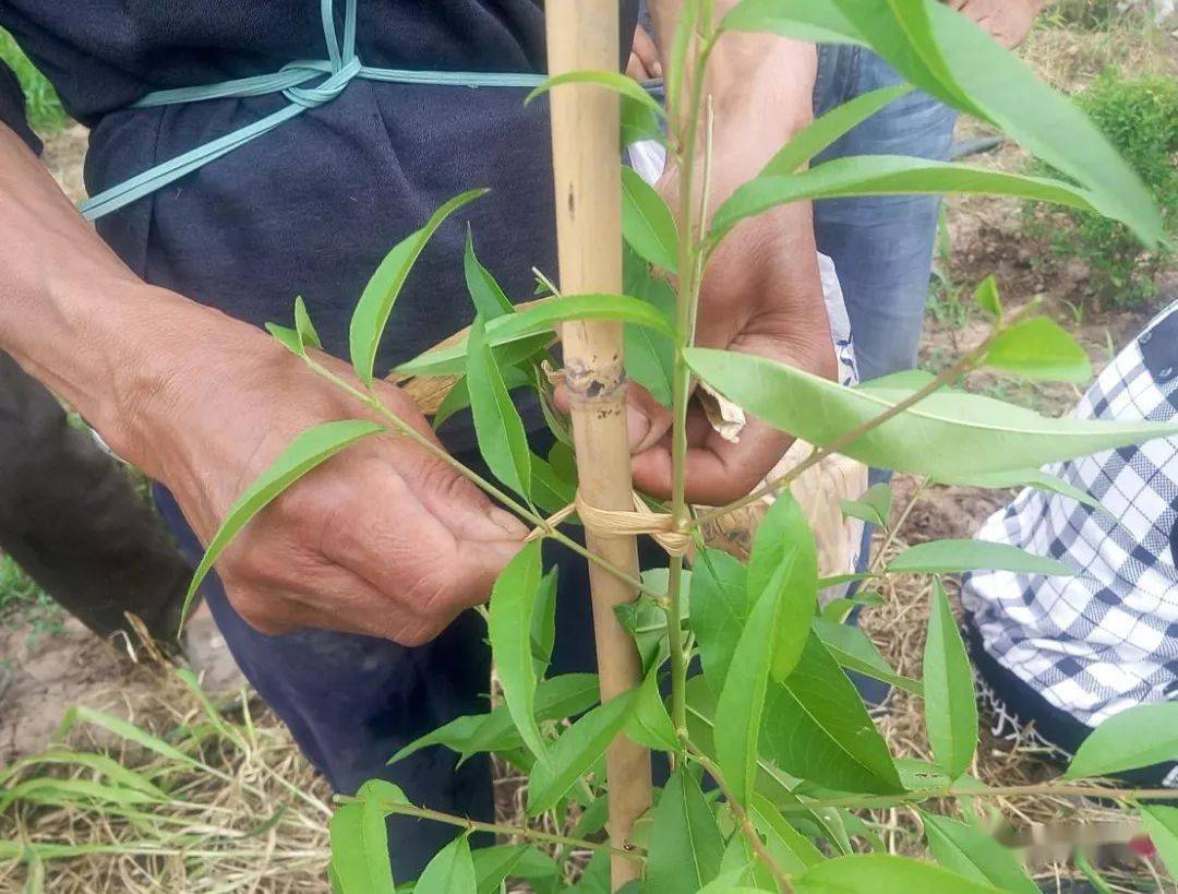 果树种植开心技术有哪些_果树种植开心技术视频教程_开心果树种植技术