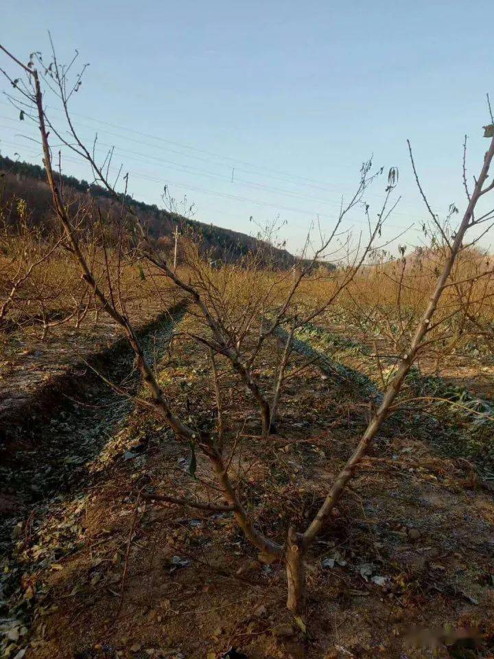 果树种植开心技术有哪些_果树种植开心技术视频教程_开心果树种植技术