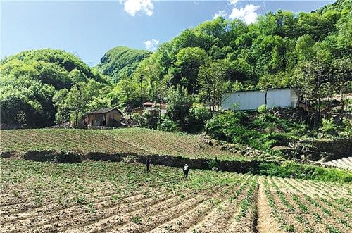 包菜种植基地_致富南昌种植包菜视频_南昌种植包菜致富