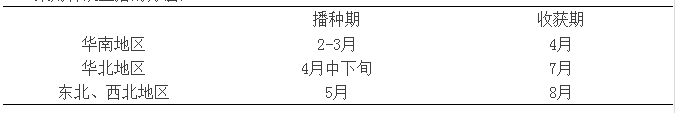 再生西瓜栽培技术_再生种植甜瓜技术要点_甜瓜再生种植技术