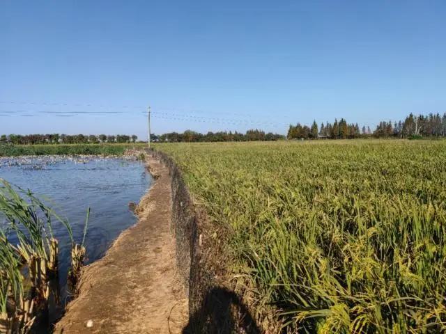 致富经松花皮蛋制作_怎样制作皮蛋松花蛋视频_皮蛋松花蛋的制作方法