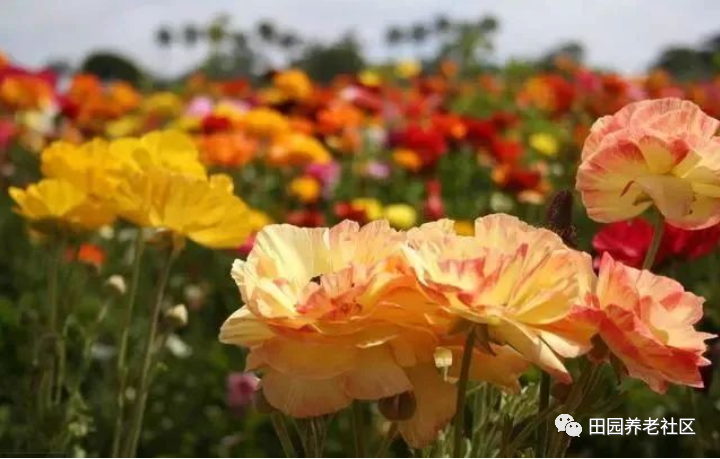 芹菜花养殖方法_芹菜花养殖技术_养殖芹菜花技术要点