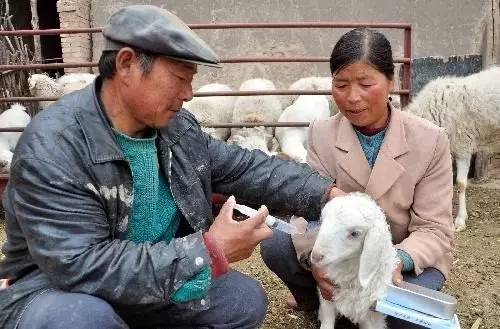 致富经广西养殖山羊_广西山羊养殖技术_致富山羊养殖广西有几家