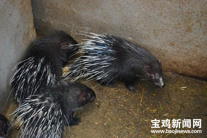 养殖资料豪猪技术规范_豪猪养殖技术资料_养殖资料豪猪技术要求