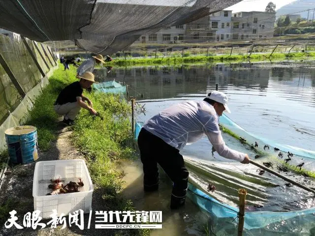 种植水产养殖致富_水产养殖效益_高效水产养殖