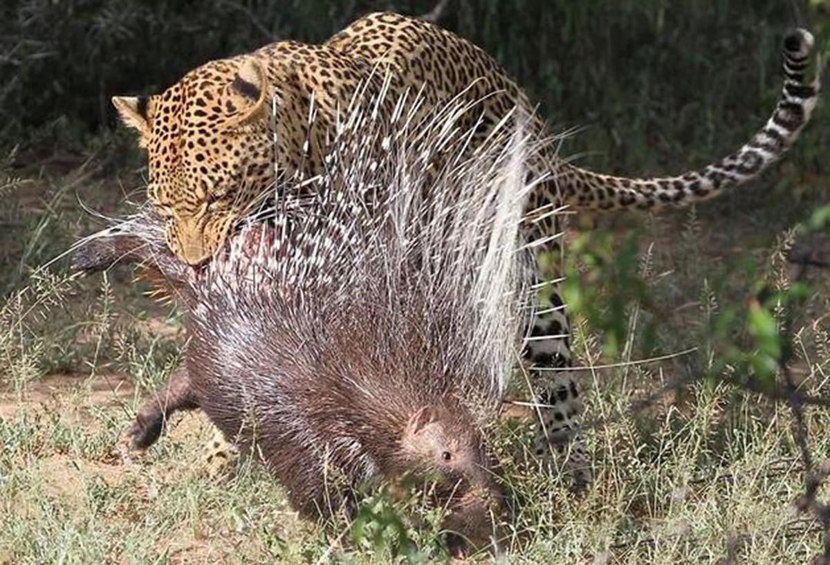 豪猪：身披带刺“铁浮屠”的豪侠刺客，有何本领让猎食者望而生畏