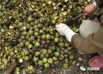 青核桃种植技术_青皮核桃种植_青核桃怎么种植